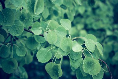 fotoğraf, çiy damlaları ile parlak renkli yeşil taze yaprakları gösterir. Bahar, üzerinde yağmur damlası olan yeni yaprakları. Yakın çekim, makro görünümü.