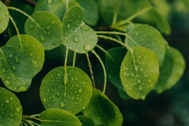 fotoğraf, çiy damlaları ile parlak renkli yeşil taze yaprakları gösterir. Bahar, üzerinde yağmur damlası olan yeni yaprakları. Yakın çekim, makro görünümü.
