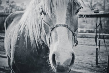 Yatay fotoğraf bir at avluya bakan güzel güzel at gösteriyor. At yüz. Yakın, arka plan bulanık iyi güneşli havalarda. Siyah ve beyaz.