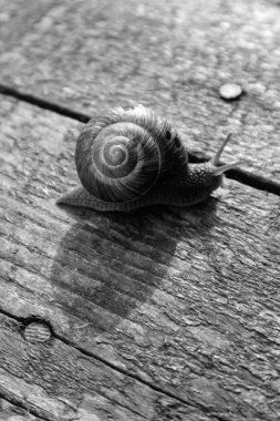 fotoğraf bir vahşi güzel büyük güzel salyangoz sarmal kabuk Bahçe, iyi güneşli havalarda ile gösterilmektedir. Ahşap masa doku üzerinde tarama şaşırtıcı helix bahçede. Marco, görünümü kapatın.