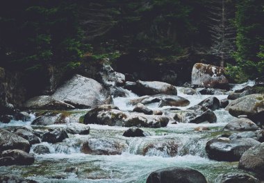 Çam ağacı orman nehir kayaların akar. Dağ Nehri'nin güzel güçlü hızlı buhar çakıl taşları arasında akar. Doğa Balkanes, Bulgaristan