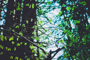 Fındık ağacı brunch ile yağ Yeşil taze güzel bir makro bahar görünümünü gösteren fotoğraf tomurcukları bırakır. Yabani fındık ağacı yaprakları, bahar zamanı, odaklı, de orman arka plan bulanık..