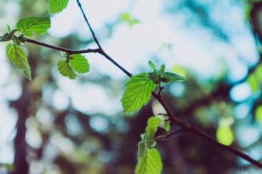 Fındık ağacı brunch ile yağ Yeşil taze güzel bir makro bahar görünümünü gösteren fotoğraf tomurcukları bırakır. Yabani fındık ağacı yaprakları, bahar zamanı, odaklı, de orman arka plan bulanık..