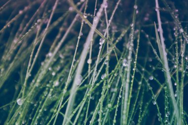 Yağmur ıslak renkli yeşil çim bırakır. Fotoğraf taze çayır çimen çiy damlacıkları ile gösterilmektedir. Makro görünümü, yakın.