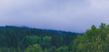 Güzel tasvir sisli bir mistik Dağları fotoğraf. Mistik ormanda, sabah sis bulutları ' ta ağaç. Avrupa, gizemli alps manzara.