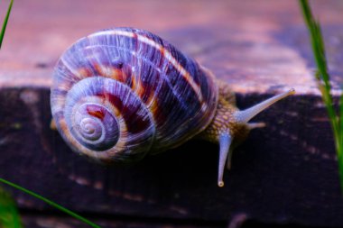 Fotoğraf bir vahşi güzel büyük güzel salyangoz sarmal kabuğu ile gösterilmektedir. Ahşap dokusu üzerinde tarama şaşırtıcı helix bahçede. Marco, görünümü kapatın.