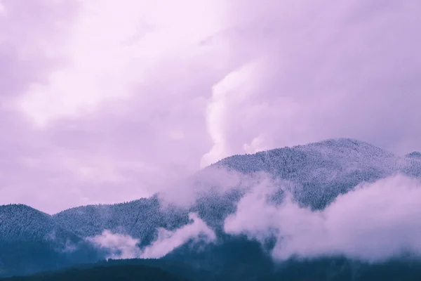 Foto Retratando Pano Fundo Nevoeiro Místico Pinheiros Madeiras Nas Montanhas — Fotografia de Stock