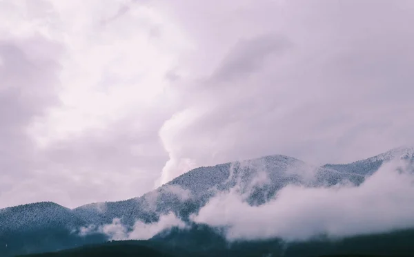 Foto Retratando Pano Fundo Nevoeiro Místico Pinheiros Madeiras Nas Montanhas — Fotografia de Stock
