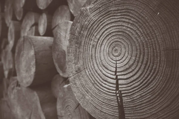 Ahşap bölümü, plan. Ahşap doku makro. Doğal ahşap yüzey arka plan, siyah ve beyaz, sepya günlükleri.