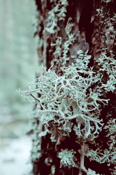 Moosige Baumstämme Großaufnahme Mystische Kiefernwälder Hintergrund Foto Zeigt Eine Alte — Stockfoto