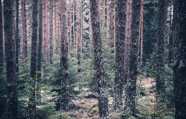 Mixed greenwood forest. Photo depicting dark misty evergreen pine tree backwoods.