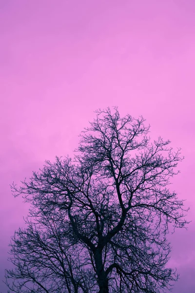 Photo Depicting Mystic Black Leafless Brunches Tree Silhouette Purple Creepy — Stock Photo, Image