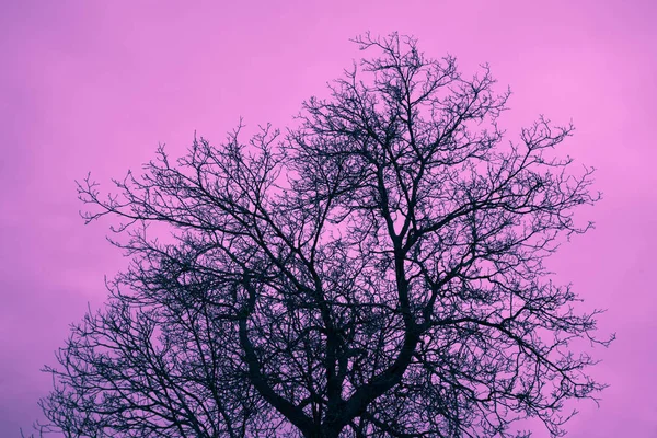 Zdjęcie Przedstawiające Mistyk Czarny Liść Brunche Drzewo Sylwetka Fioletowym Creepy — Zdjęcie stockowe