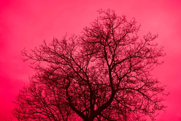 Photo Depicting Mystic Black Leafless Brunches Tree Silhouette Red Creepy — Stock Photo, Image