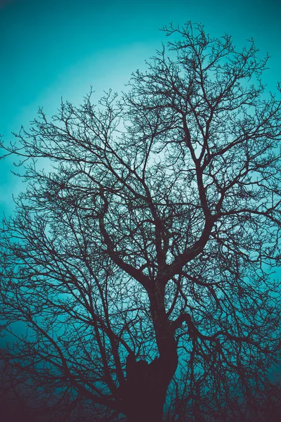 Photo Depicting Mystic Black Leafless Brunches Tree Silhouette Blue Creepy — Stock Photo, Image
