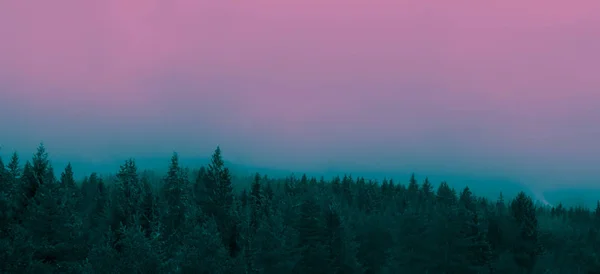 Manhã Nublada Nebulosa Floresta Pinheiros — Fotografia de Stock
