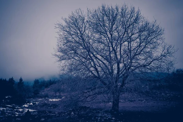 Uma Silhueta Mística Única Árvore Sem Folhas Campo Outono Noite — Fotografia de Stock