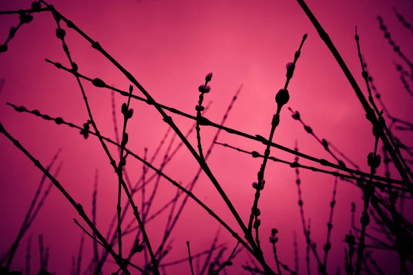Weidenzweige Mit Knospen Schwarze Silhouetten Auf Rosa Hintergrund Morgenlicht Frühlingswald — Stockfoto