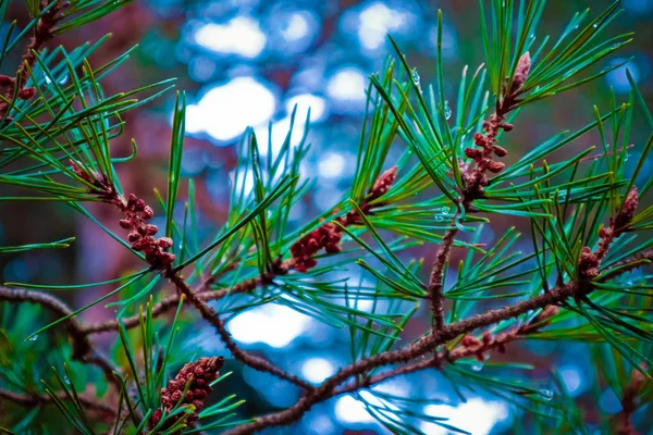 a bright evergreen pine tree green needles branches. Fir-tree, conifer, spruce close up, blurred background.
