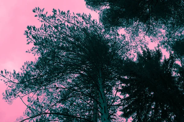 Zdjęcie Przedstawiające Mgliste Wiecznie Zielone Sosny Las Topy Różowe Światło — Zdjęcie stockowe