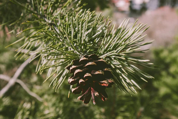 Şube üzerinde çam koni ile parlak bir dökmeyen çam üç. Köknar ağacı, konifer, Ladin yakın, bulanık arka plan.
