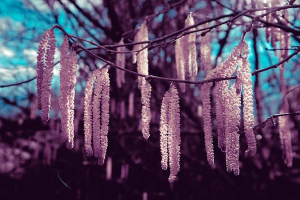 Uma Vista Macro Novos Catkins Frescos Amarelos Brilhantes Focado Céu — Fotografia de Stock