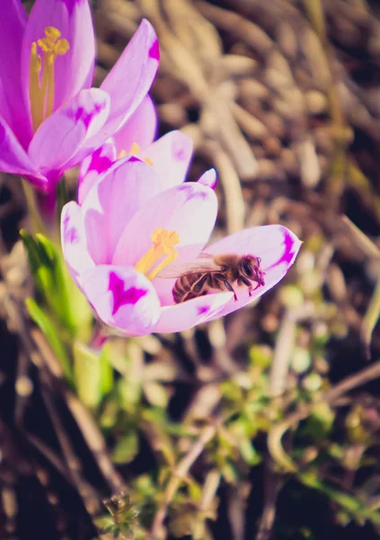 Крокус Або Шафранова Яскраво Фіолетова Квітка Бджола Збирає Пилок Весняний — стокове фото