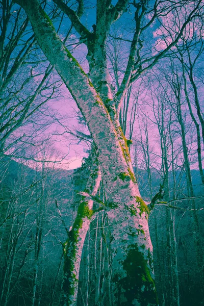 Foto Retratando Velha Morena Nebulosa Árvore Assustadora Sem Folhas Uma — Fotografia de Stock