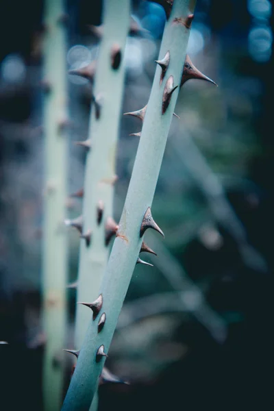 Foto Retratando Uma Visão Macro Planta Espinhosa Caule Com Espinhos — Fotografia de Stock