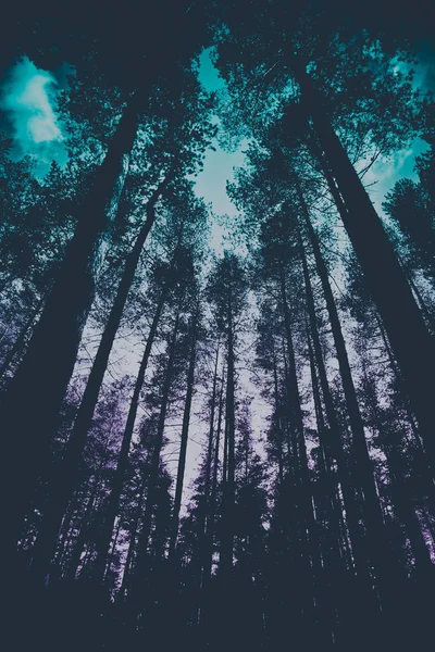 Zdjęcie Przedstawiające Mystic Evergreen Sosnowego Lasu Drzew Straszny Woods Sylwetki — Zdjęcie stockowe