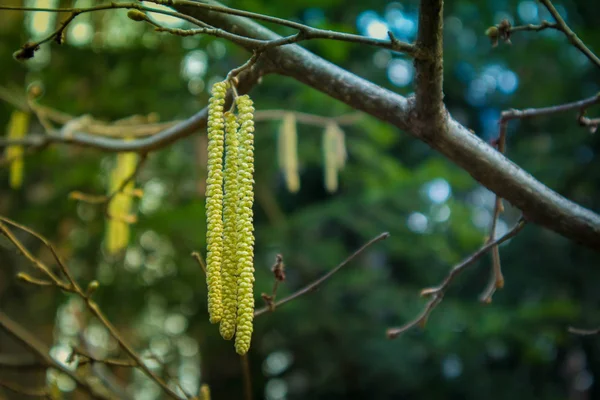 Fotoğraf Bir Makro Parlak Sarı Huş Catkins Tasvir Uzun Bahar — Stok fotoğraf