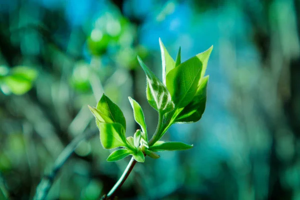 脂肪美しい葉の芽と木のブランチのマクロ春のビューを描いた写真 スプリンググリーンキャットキンズ デフォーカス 背景にぼやけた森 — ストック写真