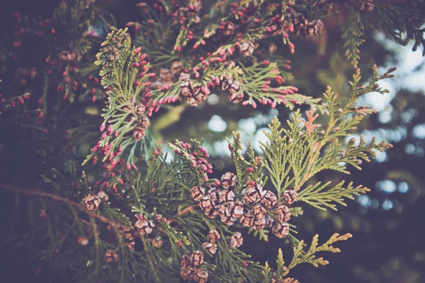 Foto Föreställande Gren Enbär Blommande Våren Bära Frukt Nya Färska — Stockfoto