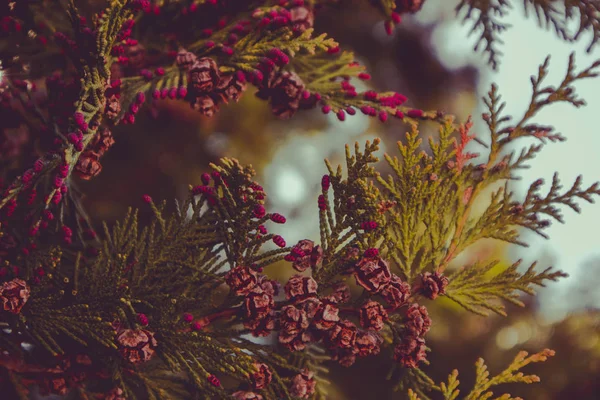 Foto Föreställande Gren Enbär Blommande Våren Bära Frukt Nya Färska — Stockfoto