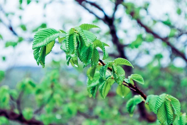 Foto Representa Hojas Frescas Color Verde Brillante Con Gotas Rocío — Foto de Stock