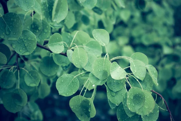 fotoğraf, çiy damlaları ile parlak renkli yeşil taze yaprakları gösterir. Bahar, üzerinde yağmur damlası olan yeni yaprakları. Yakın çekim, makro görünümü.