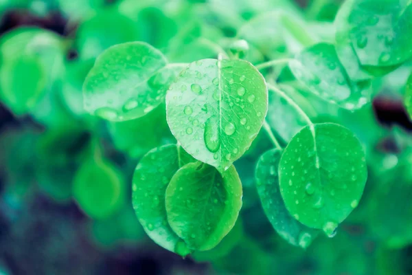 사진은이 방울과 다채로운 신선한 보여줍니다 그것에 빗방울과 새로운 나뭇잎 클로즈업 — 스톡 사진