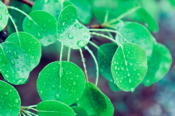 Photo Depicts Bright Colorful Green Fresh Leaves Dew Drops Springtime — Stock Photo, Image