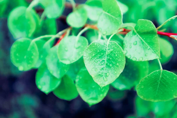 사진은이 방울과 다채로운 신선한 보여줍니다 그것에 빗방울과 새로운 나뭇잎 클로즈업 — 스톡 사진