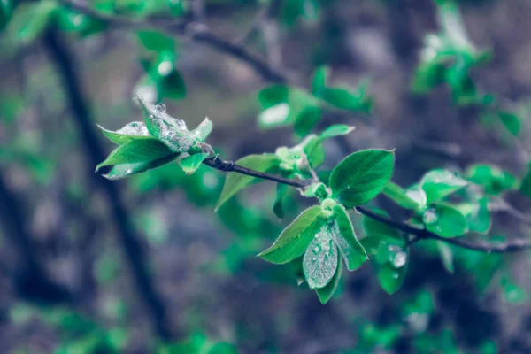 Photo Représente Des Feuilles Fraîches Vert Vif Coloré Avec Des — Photo