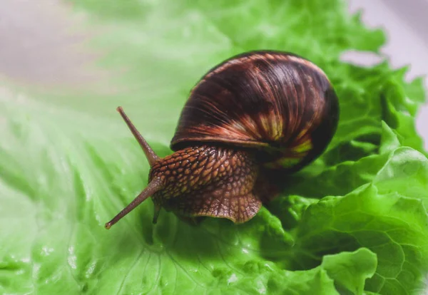 Salvaje Hermoso Caracol Grande Hermoso Comer Hoja Foto Muestra Gran — Foto de Stock