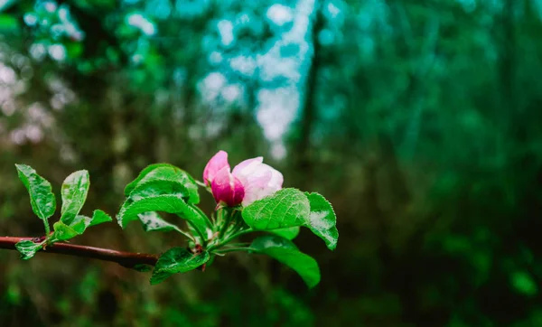 Романтична Брошура Квітами Першими Бутонами Весна Красива Яблуня Перші Квіти — стокове фото