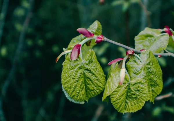 Foto Que Representa Una Vista Macro Primavera Del Almuerzo Del — Foto de Stock