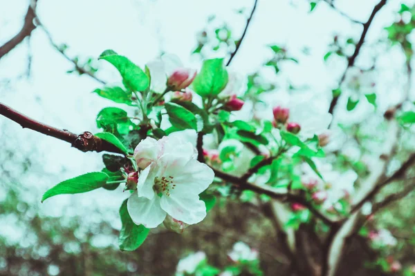Romanttinen Puu Brunssi Kukkivat Kukkia Ensimmäinen Silmut Kevät Kaunis Omenapuu — kuvapankkivalokuva
