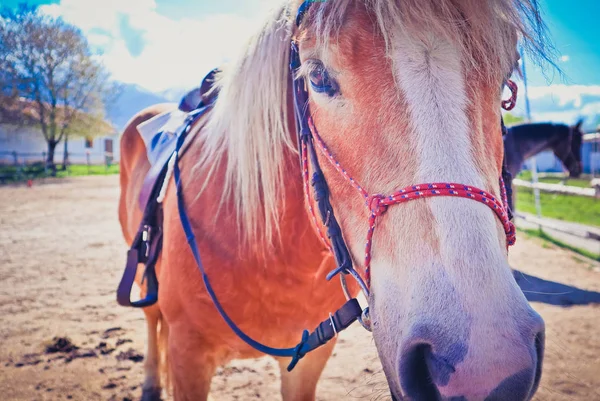 Horizontal Photo Depicts Beautiful Lovely Brown White Horse Gazing Horse — Stock Photo, Image