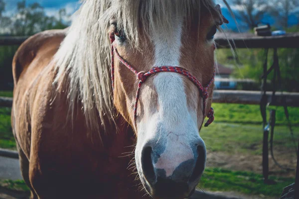 Bir at avluya bakan güzel güzel kahverengi ve beyaz at yatay fotoğraf gösteriyor.