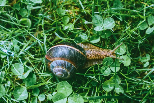 照片描绘了野生可爱大美丽蜗牛与螺旋壳 令人惊异的螺旋在花园里 爬在新鲜的绿草 好晴朗的天气 关闭视图 — 图库照片