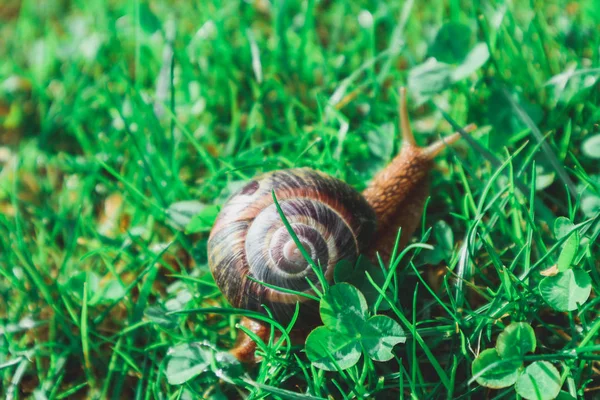 Photo Depicts Wild Lovely Big Beautiful Snail Spiral Shell Amazing — Stock Photo, Image