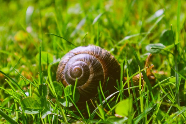 照片描绘了野生可爱大美丽蜗牛与螺旋壳 令人惊异的螺旋在花园里 爬在新鲜的绿草 好晴朗的天气 关闭视图 — 图库照片