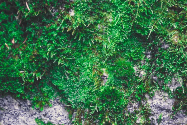 色鮮やかな緑の苔のテクスチャです 古い灰色の石造り壁に明るいふさふさした地衣類を描いた写真 クローズ アップ マクロの表示 — ストック写真